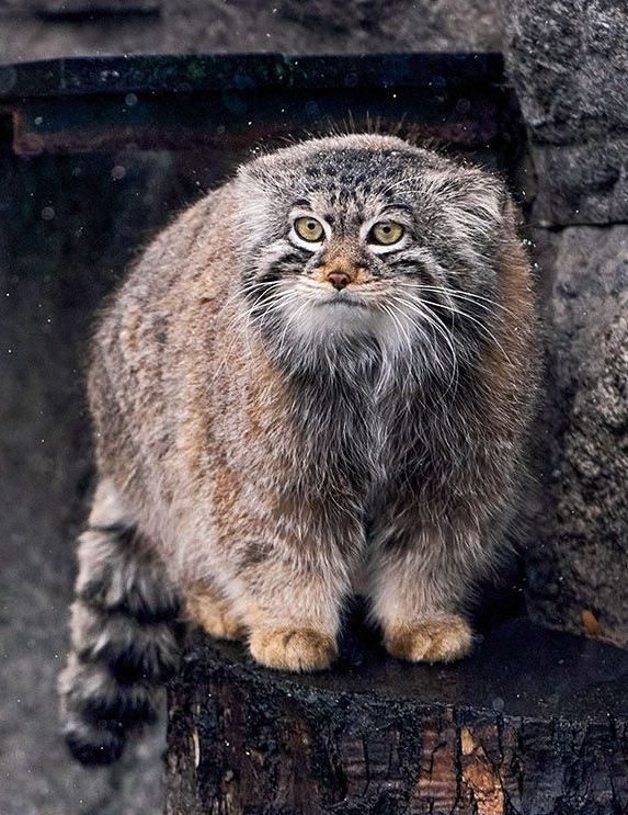 Ледниковая кошка живёт сейчас