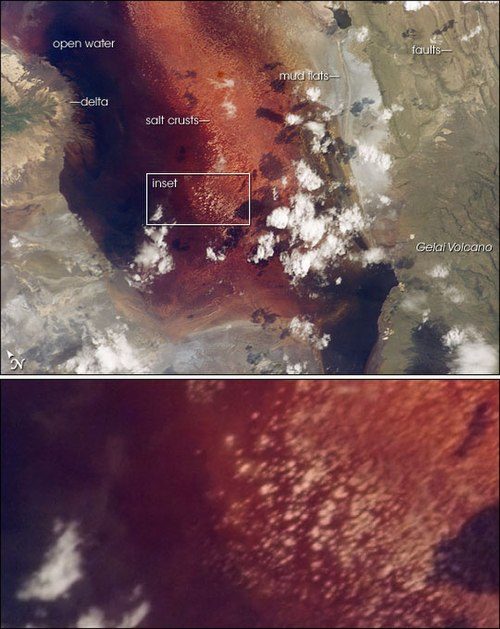 Алое озеро, розовые птицы